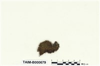 藏品(叢本苔屬)的圖片